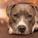 Hundefotograf Peine Hohenhameln Hildesheim Salzgitter Hundefotografie
